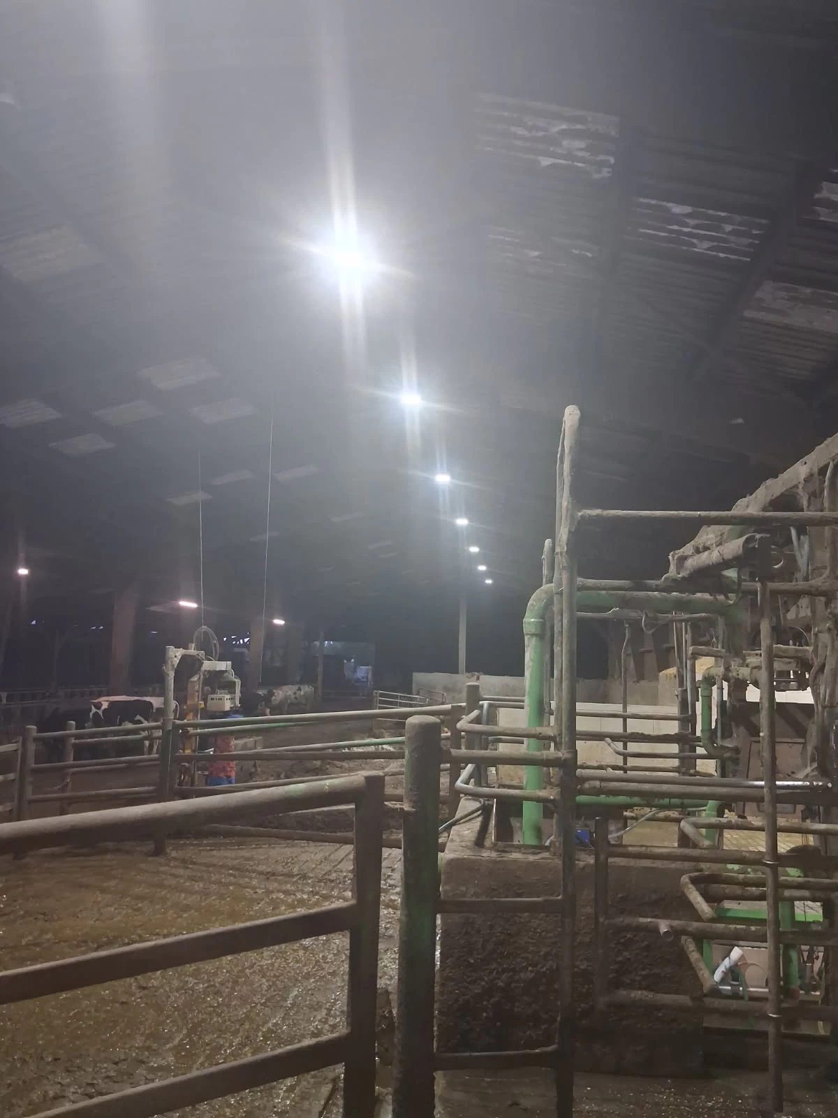 Pose de luminaires intérieurs dans une stabulation agricole aux Monts du Roumois – Idelec Pro, électricien Bourg-Ac